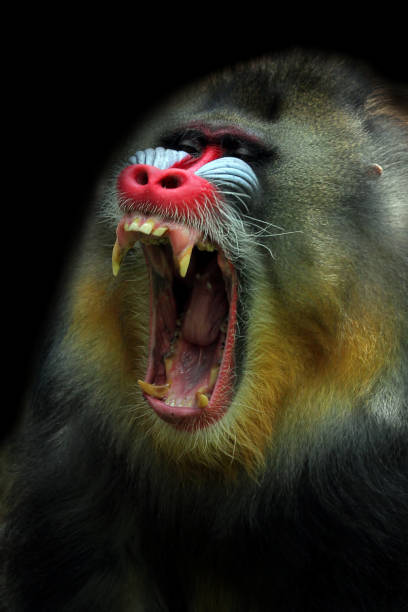 Mandrill monkey closeup face, mandrill monkey open mouth stock photo