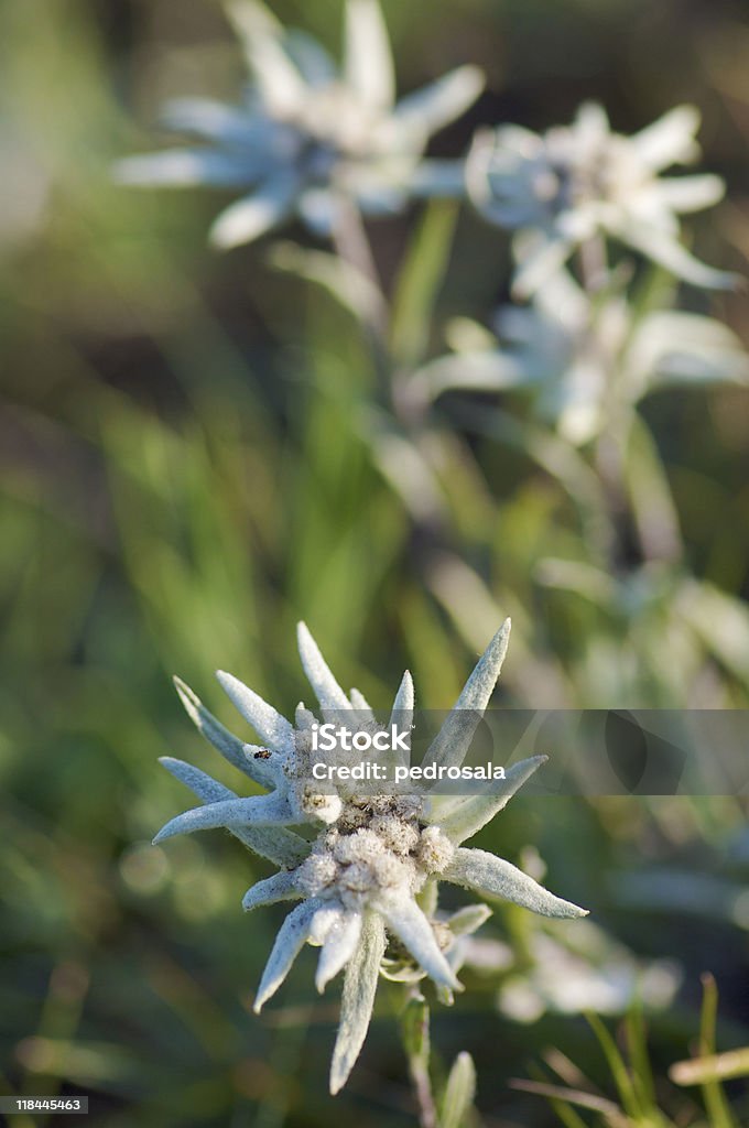 Edelweiss  Beauty In Nature Stock Photo