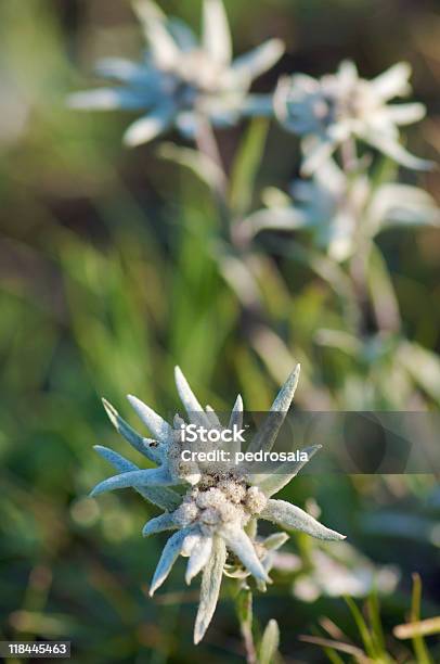 Edelweiss Stock Photo - Download Image Now - Beauty In Nature, Close-up, Color Image