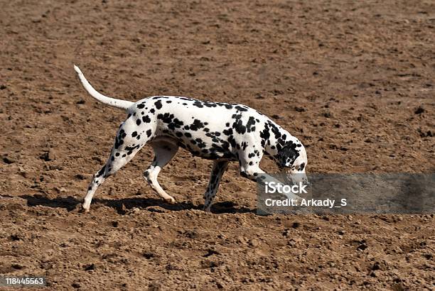 Photo libre de droit de Chien banque d'images et plus d'images libres de droit de Animaux de compagnie - Animaux de compagnie, Canidés, Chercher