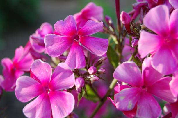 istock Bright Pink Sea of Blossoms 1184455635