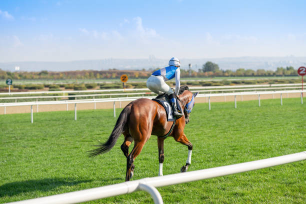 race horse on the grass track. - flat racing imagens e fotografias de stock