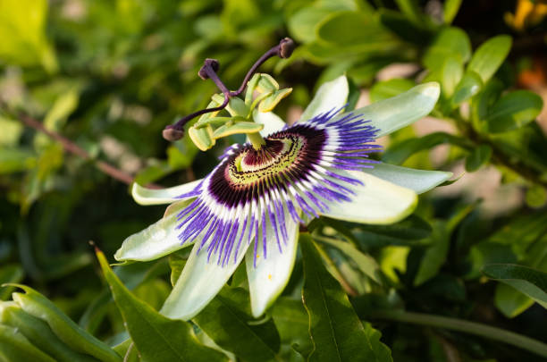 A close up of the beautiful vivid purple passionflower with it's tierd pollen buds A close up of the beautiful vivid purple passionflower with it's tierd pollen buds, nobody in the image tierd stock pictures, royalty-free photos & images