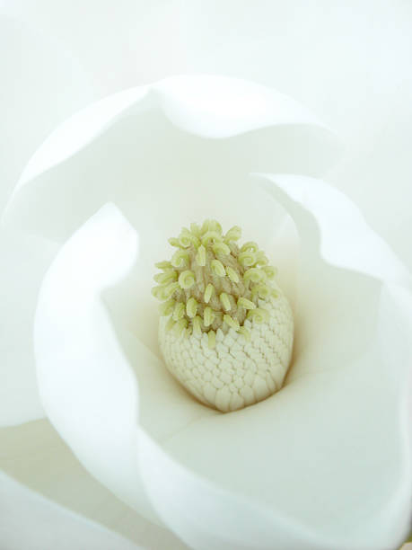 magnólia perene - evergreen magnolia - fotografias e filmes do acervo