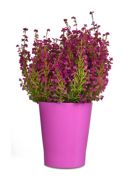 istock Erica flower plant isolated on white background 1184456764