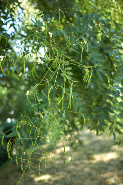 istock Styphnolobium japonicum 1184456771