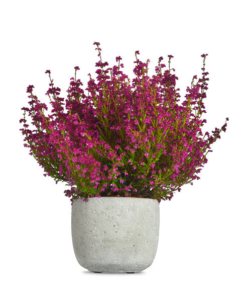istock Erica gracilis flower plant isolated on white background 1184456884