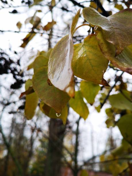 istock Wet autumn leaves in the rain 1184456992