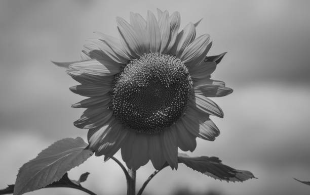 istock Black and White sunflower on a sunny afternoon 1184457120