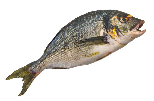 Raw gilt-head sea bream, fish 3d rendering with realistic texture isolated on white background