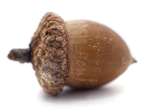 istock One brown acorn. 1184457259