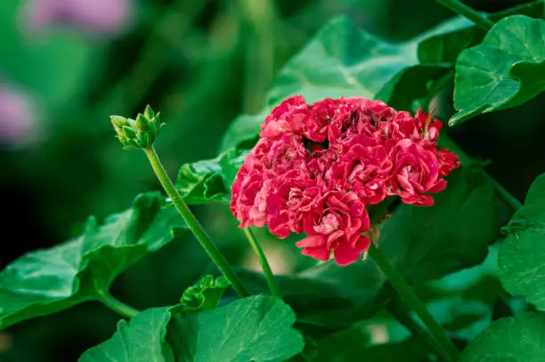 Beautiful deep red Geranium Apple Blossom. Rosebud Pelargonium flower with drops of water after rain. Beautiful summer ornamental plant. Selective focus.