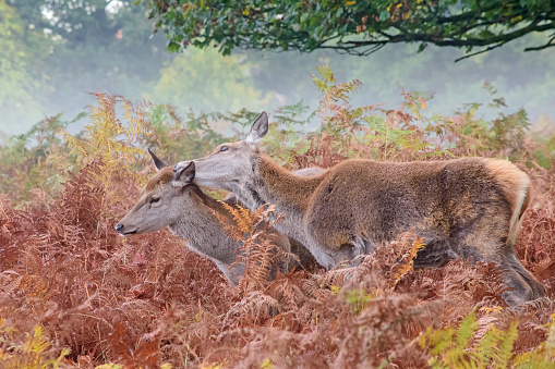 A pair of Red Deer Hinds together, mother tendely comforts calf in the fern growth