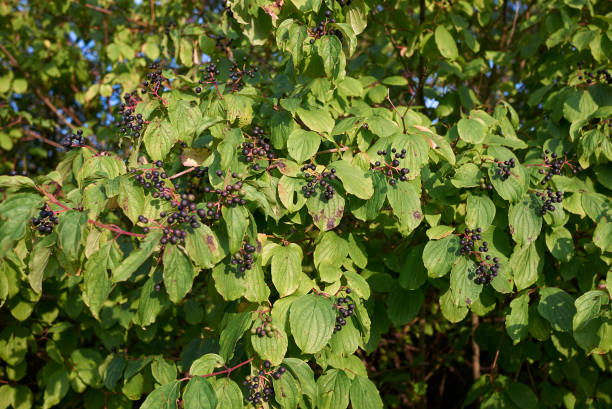 Cornus sanguinea Cornus sanguinea branch with fruit cornus sanguinea stock pictures, royalty-free photos & images
