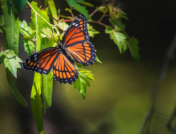 istock Butterfly on Flower 1184461590