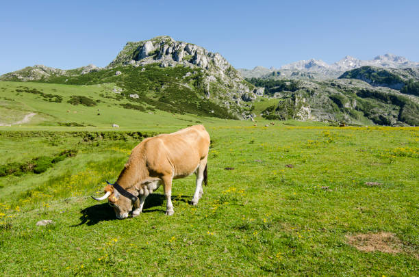 istock Cow grazing free on Covandonga lakes 1184461959