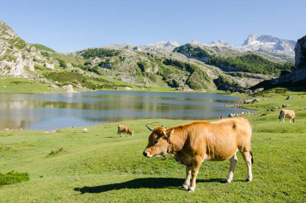 Cow grazing free on Covandonga lakes stock photo