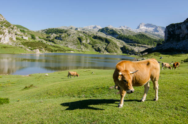 Cow grazing free on Covandonga lakes stock photo