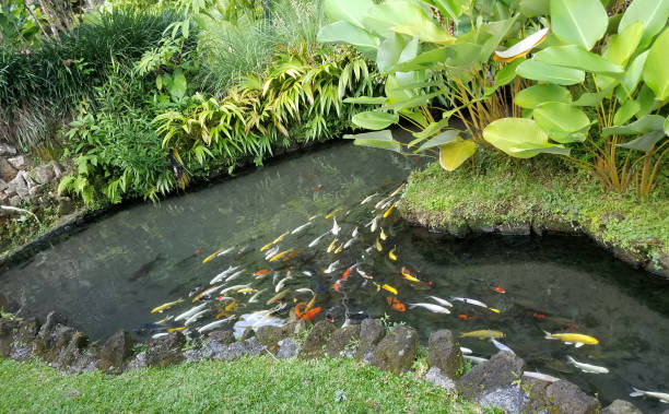 istock Koi fish bank in a pond 1184462589
