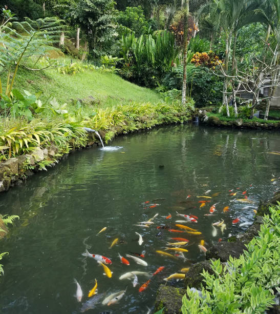 istock Koi fish bank in a pond 1184462613