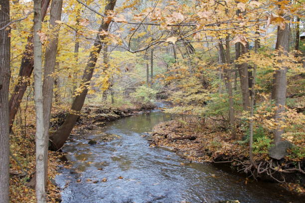 istock A creek in the fall season with fall leaves. 1184462676