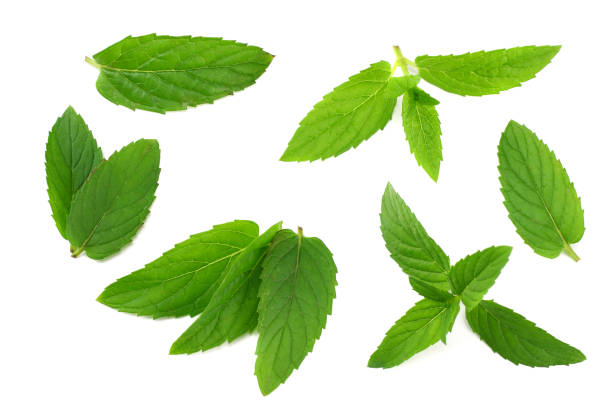 istock Fresh mint leaves isolated on white background 1184462836