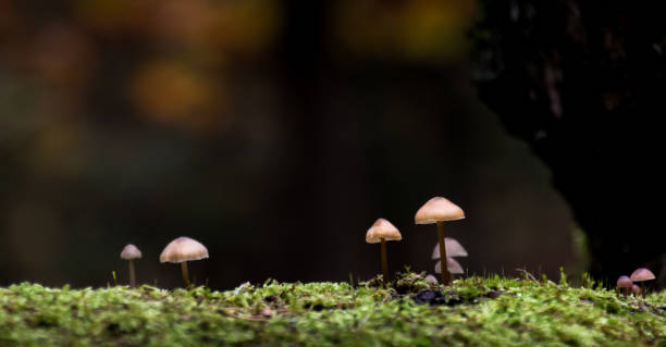 istock Mushrooms on moss in the forest 1184462840