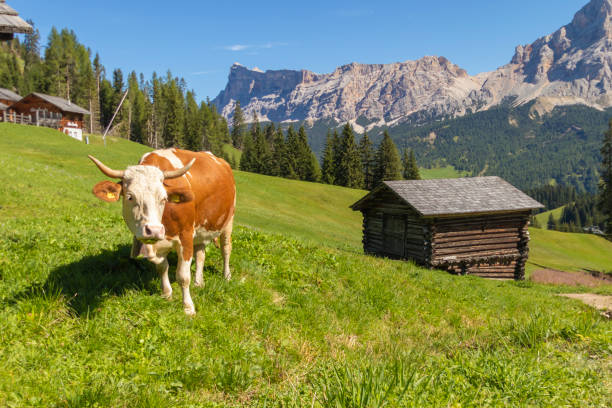 istock Beautiful view over the Dolomites, UNESCO World Heritage Site. A mountain range located in northeastern Italy. 1184463821