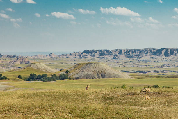 бадлендс прейри собаки - badlands prairie landscape badlands national park стоковые фото и изображения