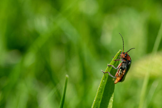 istock Red cardinal soldier beetle (Cantharis) resting on the tip on a blade of grass 1184465265