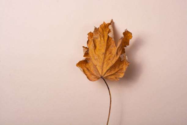 istock Dry autumn leaf on a beige background close-up. 1184465285