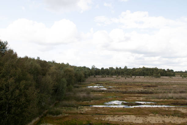 istock distant view on a moor landscape with water puddles and trees under a blue sky in germany 1184465479
