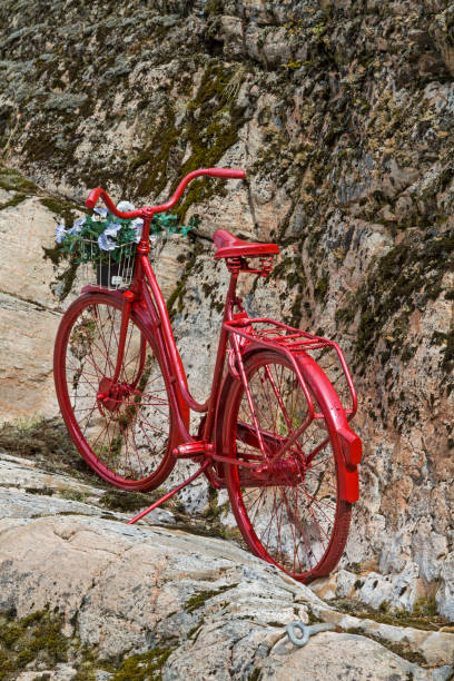 istock red lady's wheel in a norwegian rock wall 1184465917