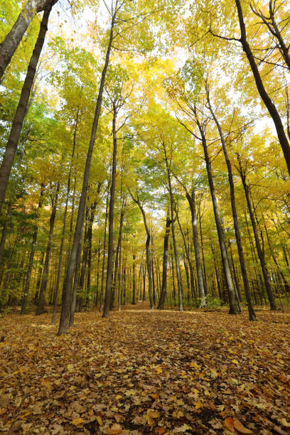 istock Beautiful yellow autumn forest 1184466737
