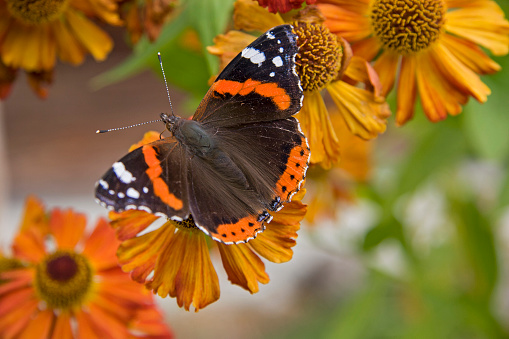 Admiral butterfly rests on a orange  autumn flower