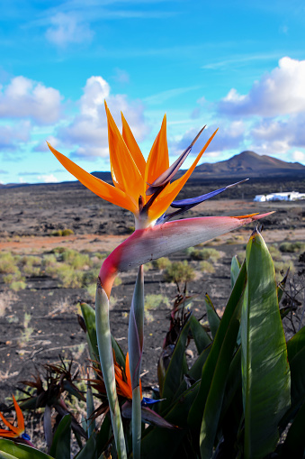 Spanish Bird of Paradise Plant in Full Seasonal Bloom Lanzarote Canary Islands Spain