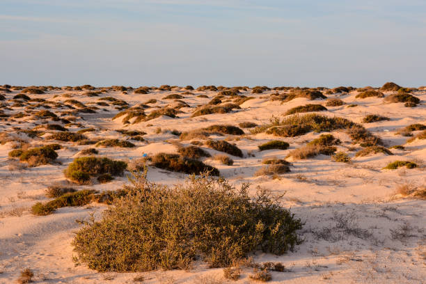 landscape in tropical volcanic canary islands spain - el cotillo imagens e fotografias de stock