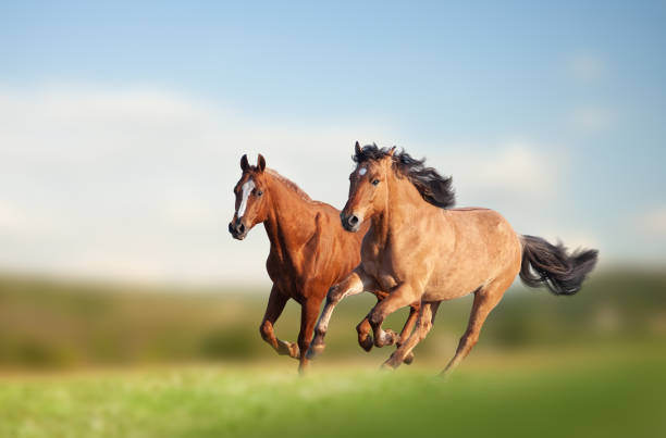istock Wild horses running in the field 1184468056