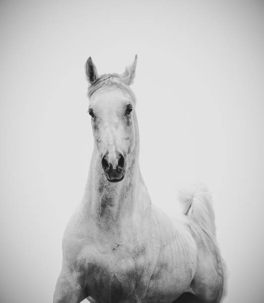 istock Beautiful white arabian stallion 1184468068