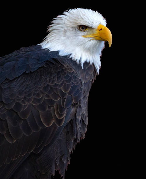 ritratto di aquila calva - north america bald eagle portrait vertical foto e immagini stock