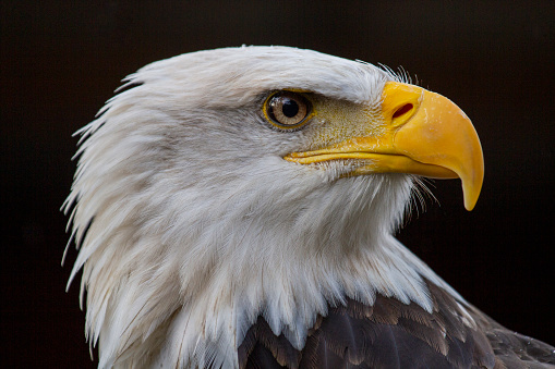 Close-up of a Bald Eagle.