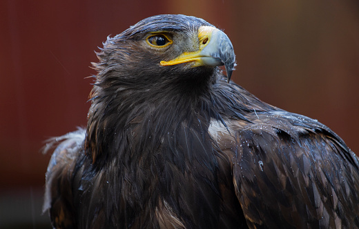 Young or juvenile bald eagle