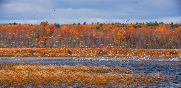 istock Terns Lake in Autumn 1184469503