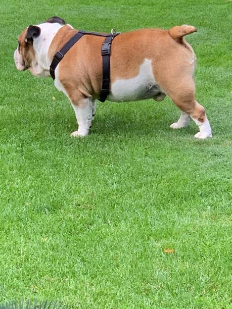 istock Bulldog on the meadow, side view 1184469750