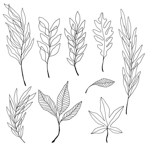 Vector illustration of Collection of vector plants. Botanical set of sketched leaves and branches. Monoline botanical illustration.