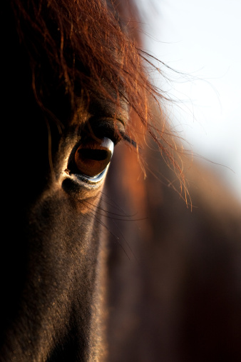 Adorable black horse on blurred background, closeup. Lovely domesticated pet