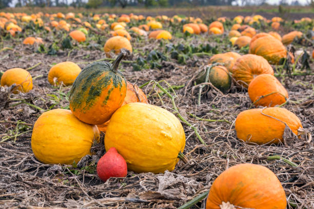 istock Yellow pumpkin field 1184472511