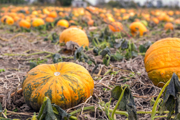 istock Yellow pumpkin field 1184472526