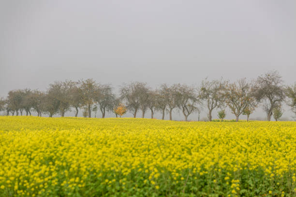 Colorful field of blooming raps with yellow flowers.