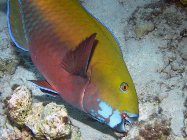 A Steephead Parrotfish (Chlorurus microrhinos) A Steephead Parrotfish (Chlorurus microrhinos) taba stock pictures, royalty-free photos & images